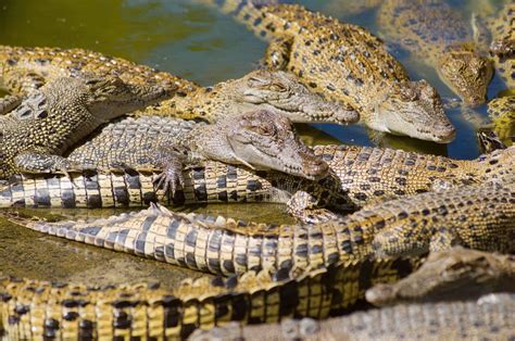 hermes crocodile farms Australia